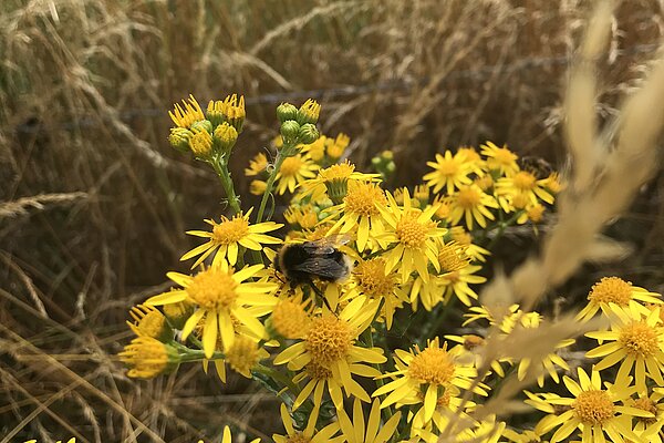 Bumblebee