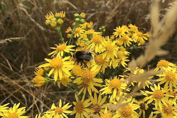 Bumblebee amidst yellow flowers 