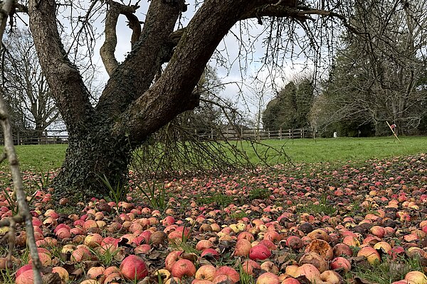 Apples
