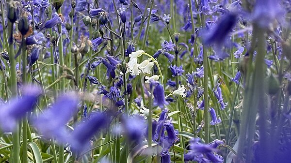 Bluebells