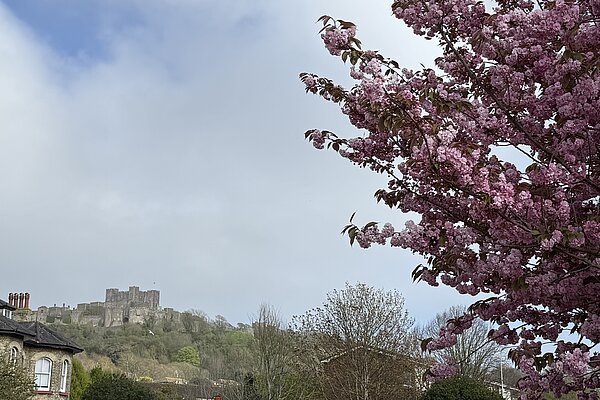 Blossom underneath Dover Castle