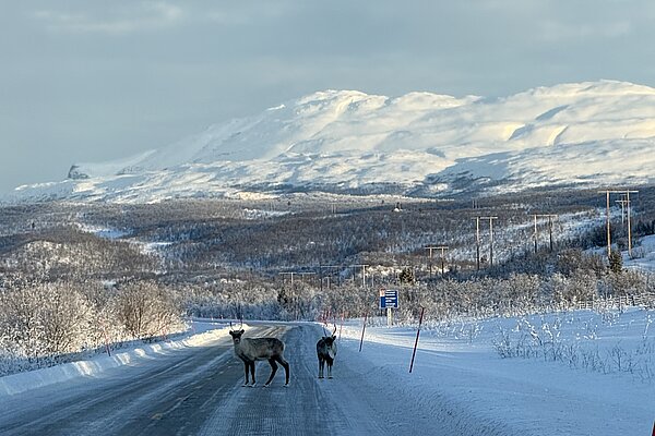 Reindeer on road